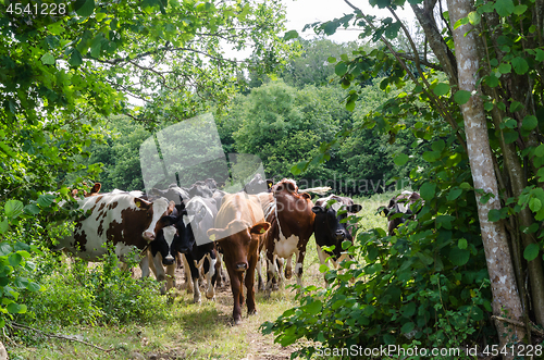 Image of Cattle herd on a crowded cattle trail in a lush greenery
