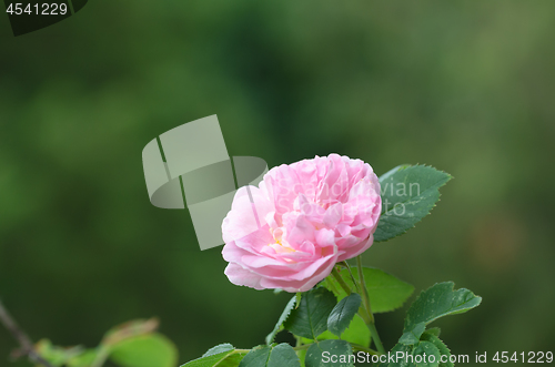 Image of Single pink rose close up