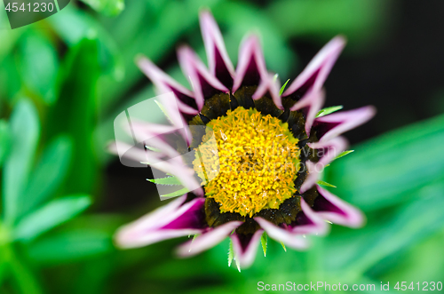 Image of Beautiful flower head close up