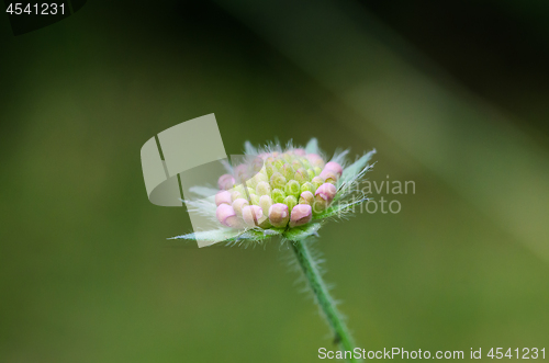 Image of Summer flower bud close up by a green background