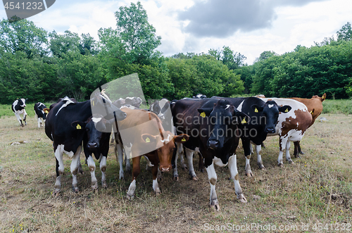 Image of Curious cattle herd in a forest glade