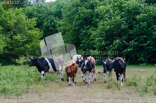 Image of Cattle herd are running in a forest glade