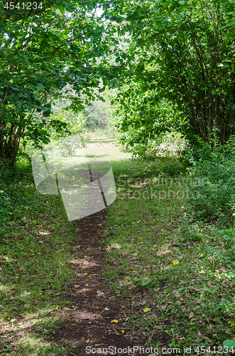 Image of Cattle path in lush greenery in the countryside