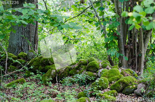 Image of Old moss covered dry stone wall in a lush greenery