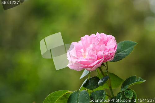 Image of One pink rose closeup