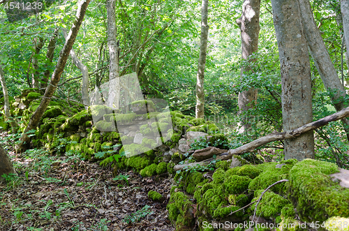 Image of Old moss covered dry stone wall in a forest