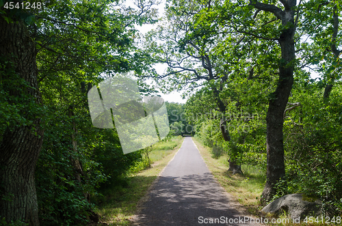 Image of Green footpath through a deciduous forest in summer season