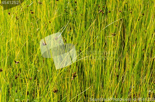 Image of Natural greenish grass straws background