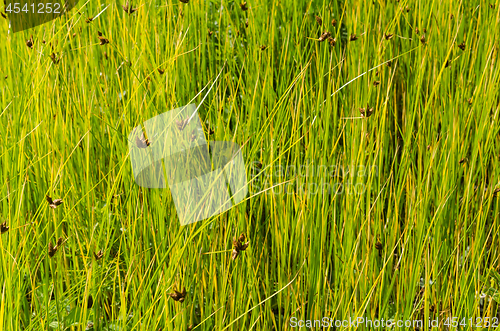 Image of Natural greenish grass straws background