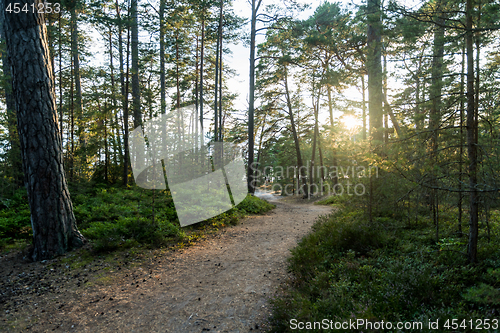 Image of Backlit pathway by twilight time in a coniferous forest