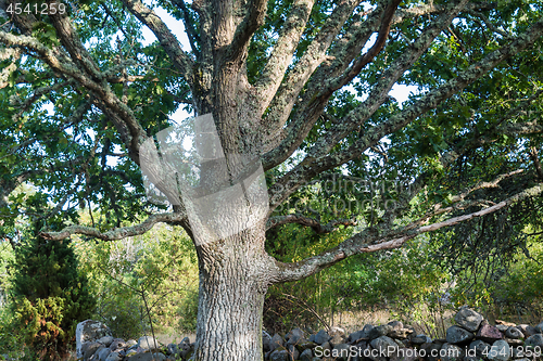 Image of Wide mighty old oak tree