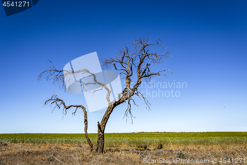 Image of Lone tree in outback Australia