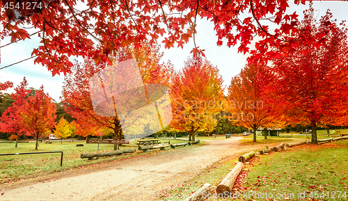 Image of Maples in colours of rich red, orange and yellow in Autumn
