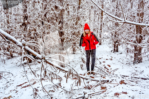 Image of Forest of pine trees covered in snow