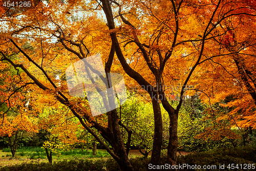 Image of Autumn trees vibrant with colour