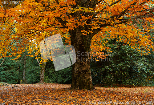 Image of Grand tree dripping in gold leaf - Autumn is here