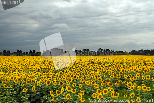 Image of Sunflower On A Meadow With Overcast Sky