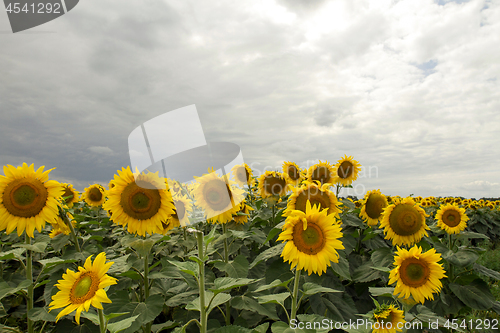 Image of Sunflower On A Meadow With Overcast Sky