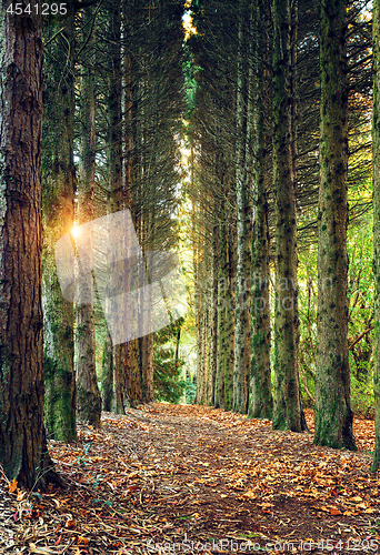 Image of Avenue of Pines