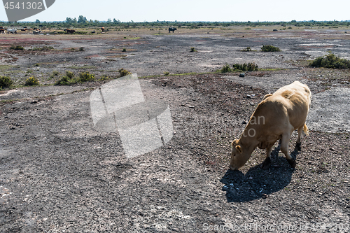 Image of Grazing cow in a great dry barren landscape