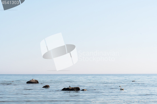 Image of Calm coastal view with birds on the rocks in the water