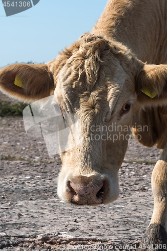 Image of Curious looking brown cow head