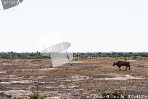 Image of Cow walks in a great plain barren landscape