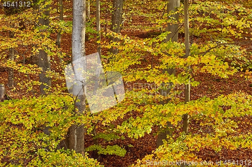 Image of Autumn forest colors detail