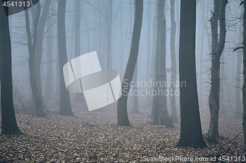 Image of Autumn forest mist