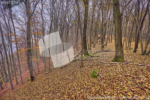 Image of Autumn mountain trail, fallen leaves