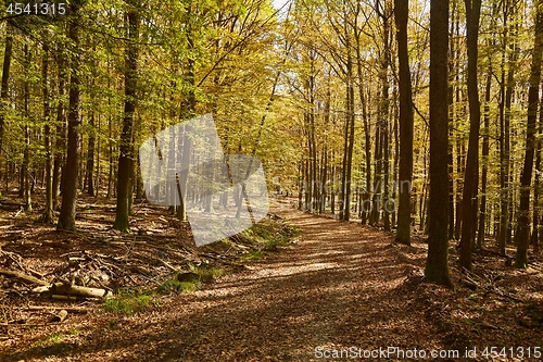 Image of Autumn forest path between trees