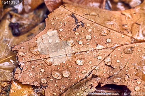 Image of Autumn leaf on ground with raindrops