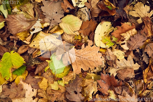 Image of Fallen autumn leaves