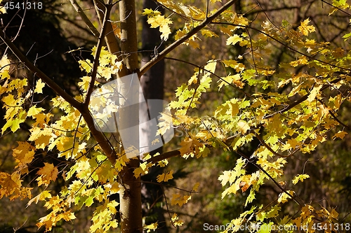 Image of Autumn tree leaves