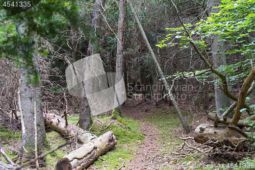 Image of Footpath through an old unspoiled forest with mossy ground