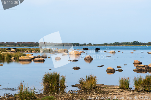 Image of Coastal view with cattle in the calm water in summer season