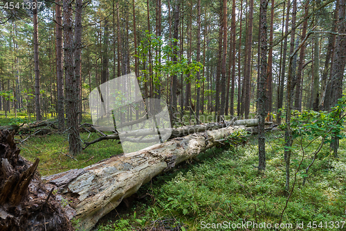 Image of Fallen dead tree in a coniferous forest