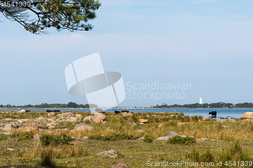 Image of Cattle by the coast in summer season