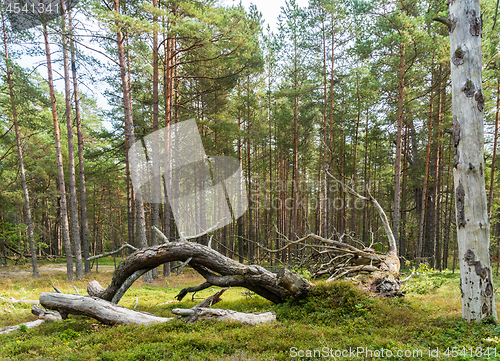 Image of Dead wood in a pine tree forest