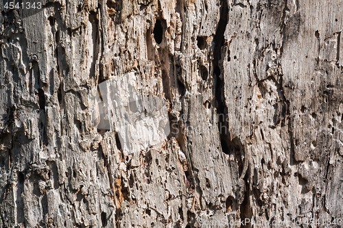 Image of Old weathered tree background