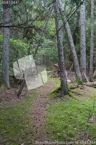 Image of Footpath through an old growth forest with mossy ground