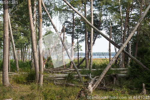 Image of Leaning and fallen trees in a deciduous forest