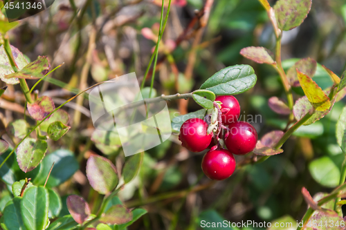 Image of Growing lingonberries in the woods close up
