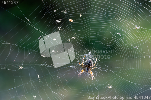 Image of Spider with catch in the spider web