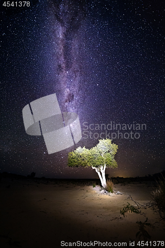 Image of Desert tree under night sky milky way universe