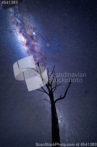 Image of Milky Way galactic core shining brightly over old dead tree