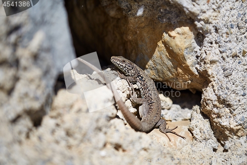 Image of Lizard on a wall