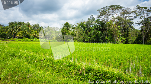 Image of Lush green rice field or paddy in Bali