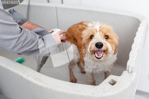 Image of bathing a cute dog