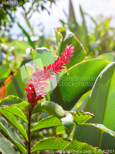 Image of tropical red flower Bali Indonesia